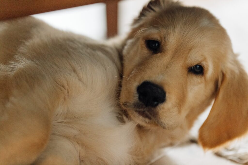 Adaptasi 7 hari pertama anjing baru di rumah