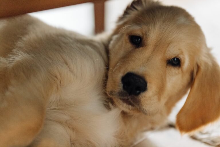 Panduan Adaptasi 7 Hari Pertama Anjing Baru di Rumah