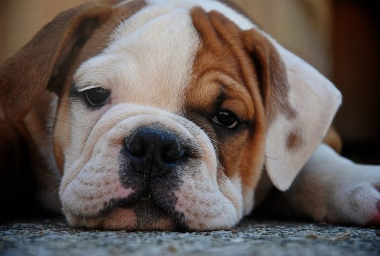 Cara Menangani Diare Ringan pada Anak Anjing di Rumah