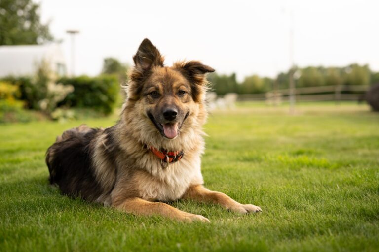 Panduan Lengkap Pencegahan Kutu dan Cacing pada Anjing