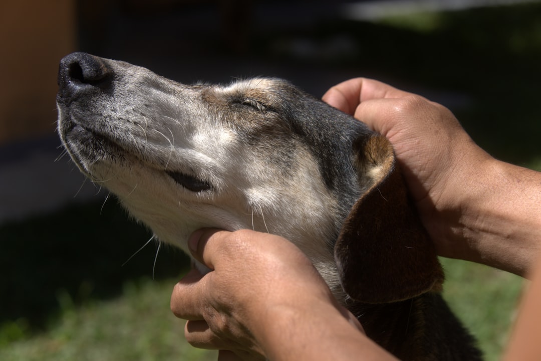 Pemeriksaan dan perawatan kebersihan daun telinga anjing
