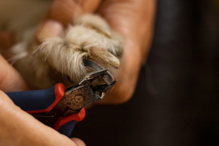 Cara Memotong Kuku Anjing Sendiri di Rumah Tanpa Terkena Pembuluh Darah