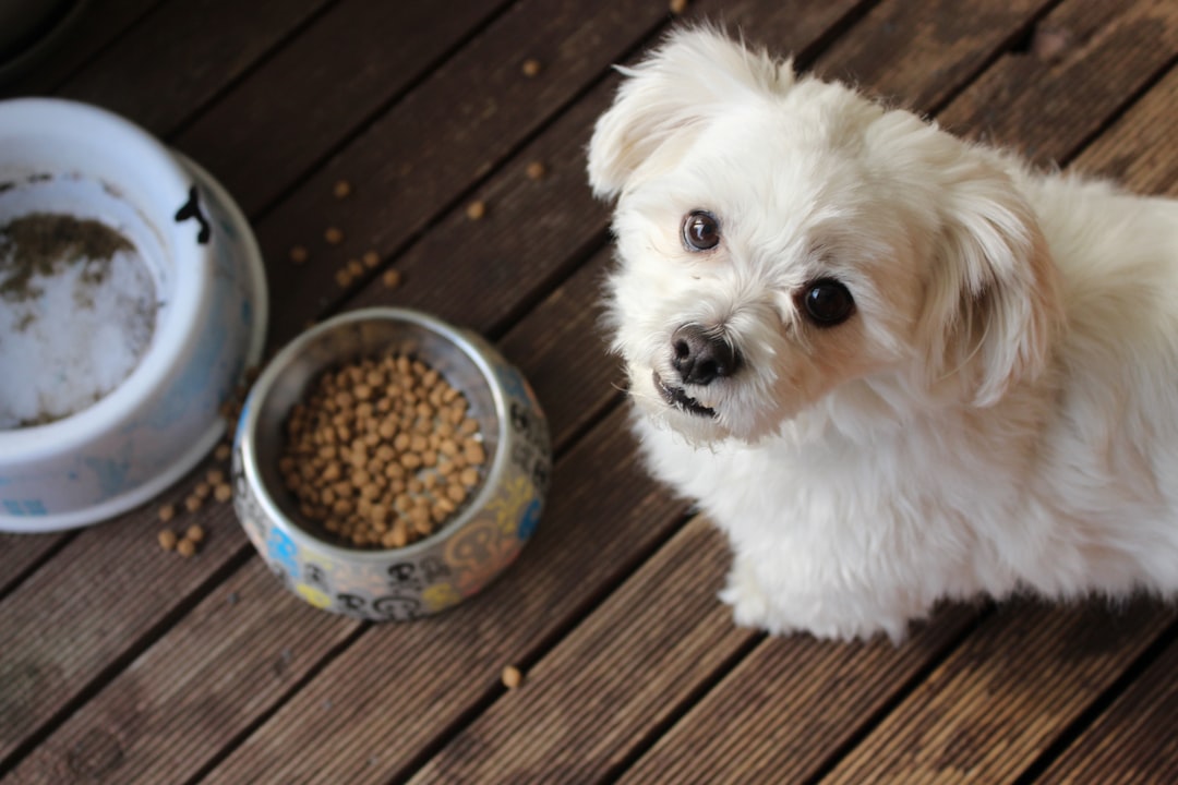 Anak anjing lucu melihat ke arah piring makanan di lantai