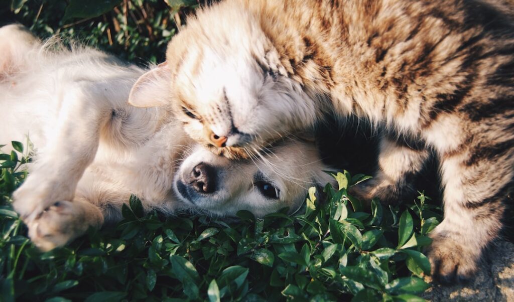 Cara mengenalkan anjing baru pada kucing peliharaan secara aman