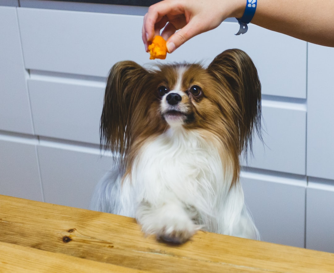 Anjing di dapur memperhatikan makanan manusia yang berbahaya