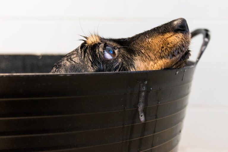 Langkah Memandikan Anak Anjing Pertama Kali Tanpa Rasa Takut