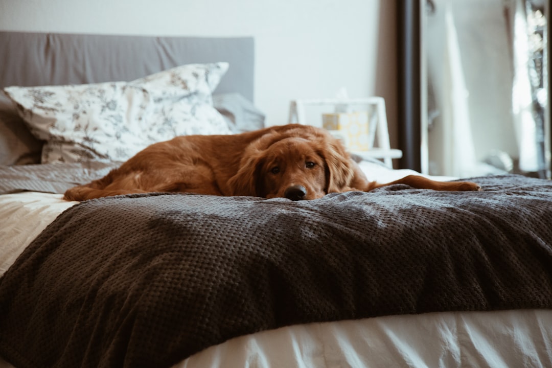 Anjing beristirahat tenang sendirian di rumah