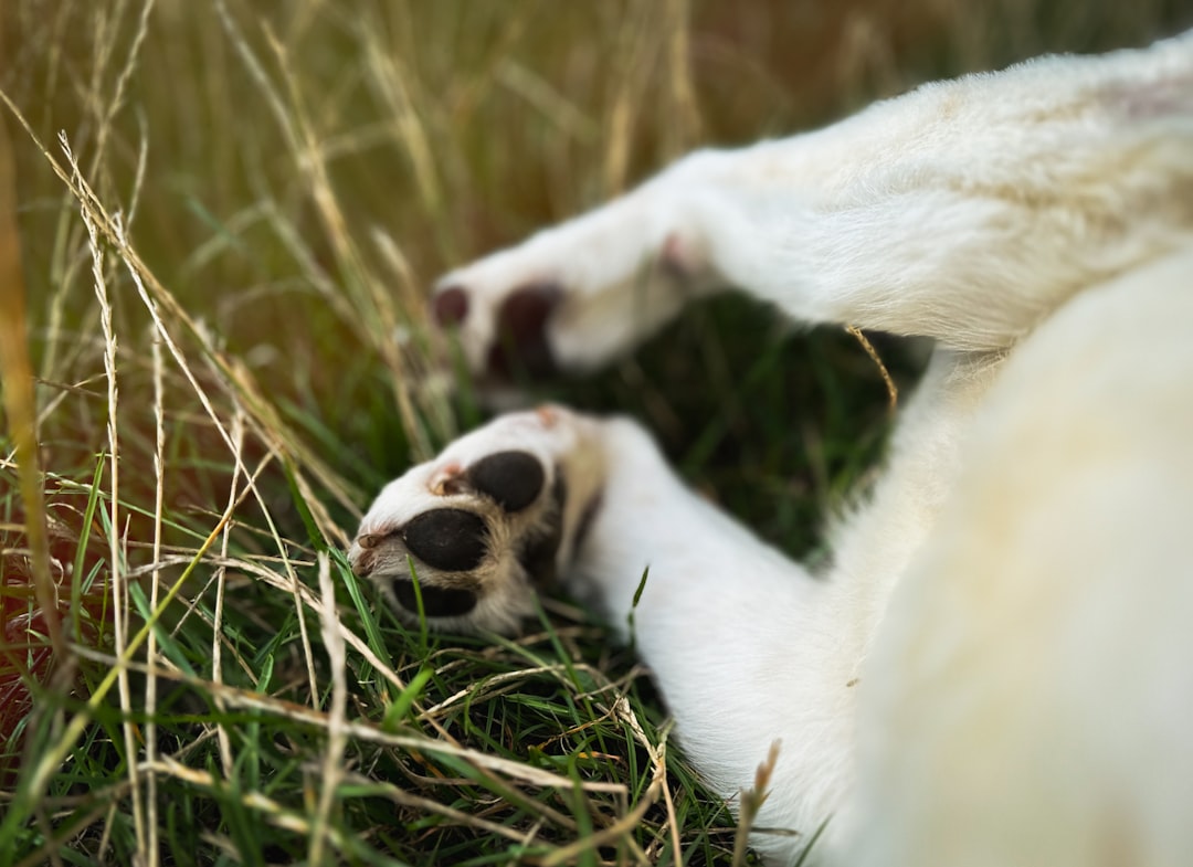 Bantalan telapak kaki anjing yang sehat saat berada di atas rumput