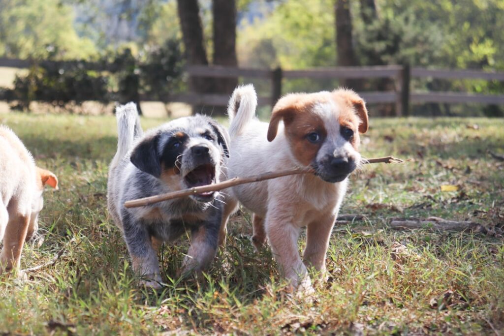 Sosialisasi anak anjing bermain gembira di luar ruangan