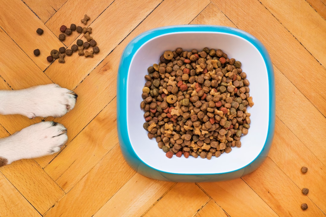 Mangkuk makanan anjing berisi pakan kering kibble bernutrisi
