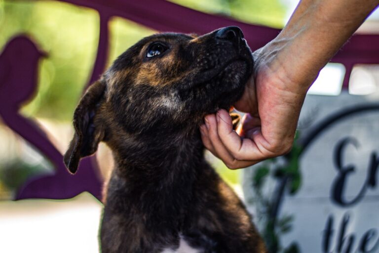 Syarat Adopsi Anjing di Shelter Resmi Indonesia