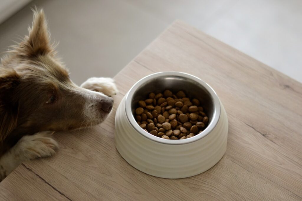 Anak anjing makan makanan sehat dari mangkuk pakan