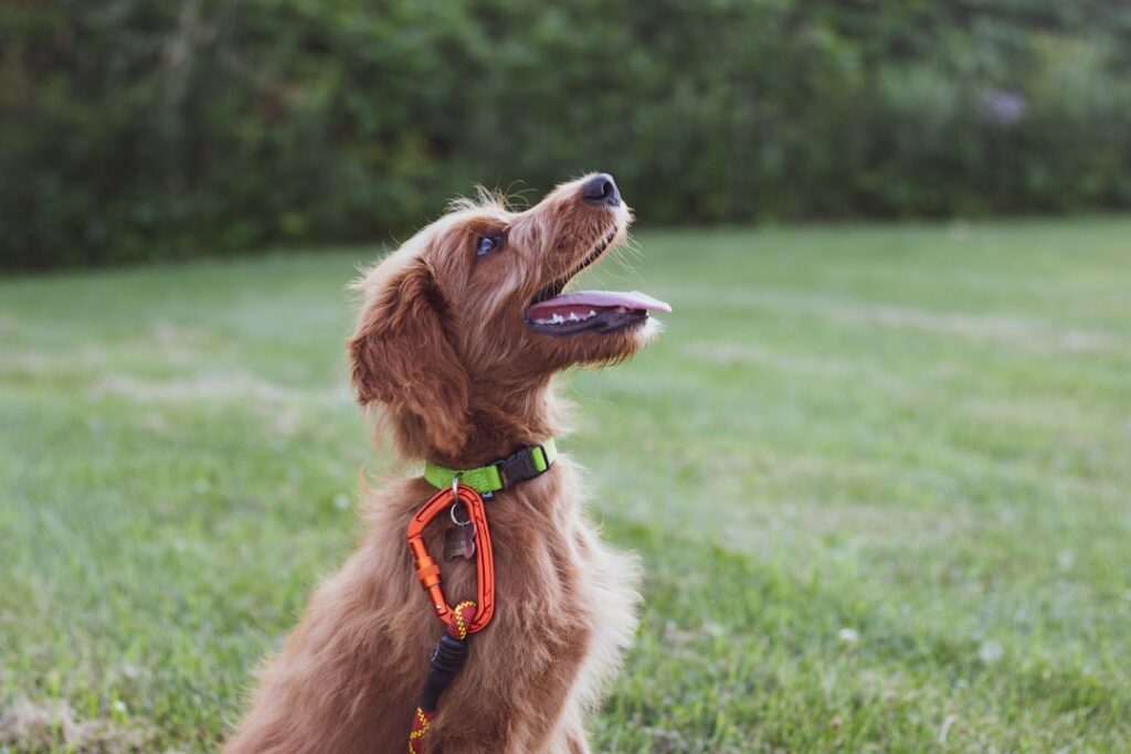 Pelatihan toilet training anak anjing obedience